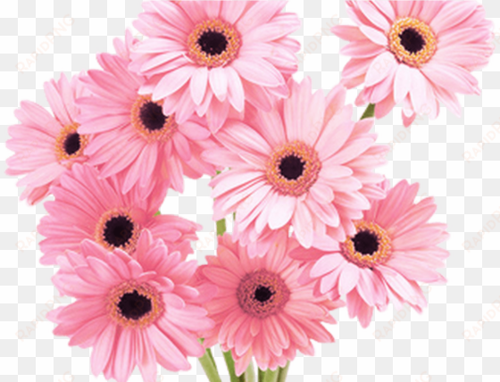 Flowers Pink Tumblr Vaporwave Aesthetic - Flower Daisy Pink transparent png image
