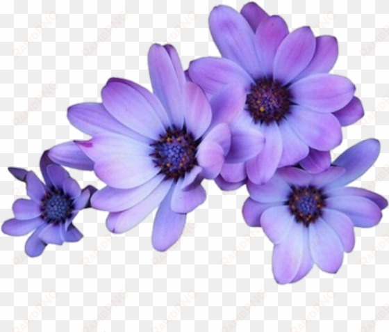 flowers purple tumblr overlays editingneeds foredit - transparent purple flowers