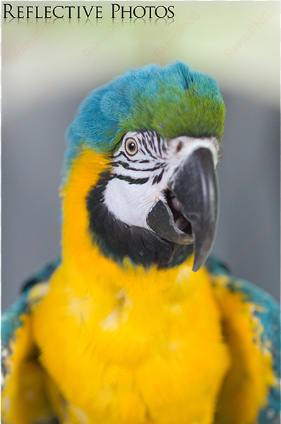 fluffed blue and gold macaw - blue-and-yellow macaw