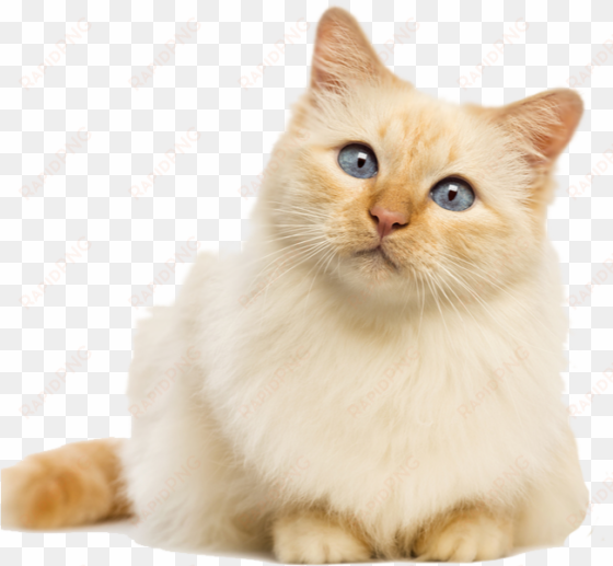 fluffy cat transparent background