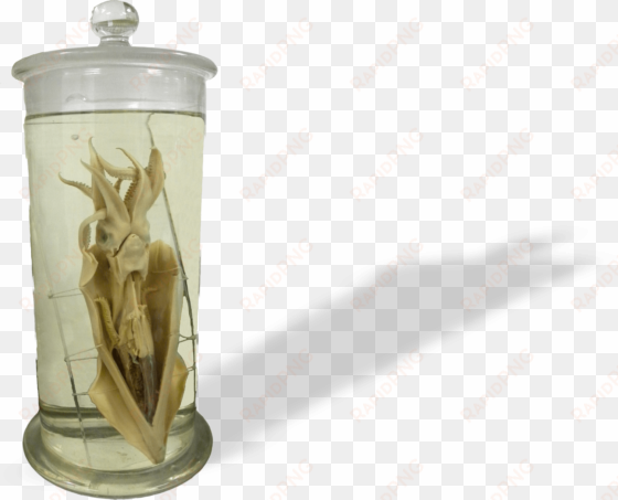 fluid preserved specimens - squid