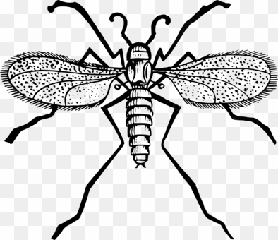 fly mosquito insect gnat computer icons - gnat clipart