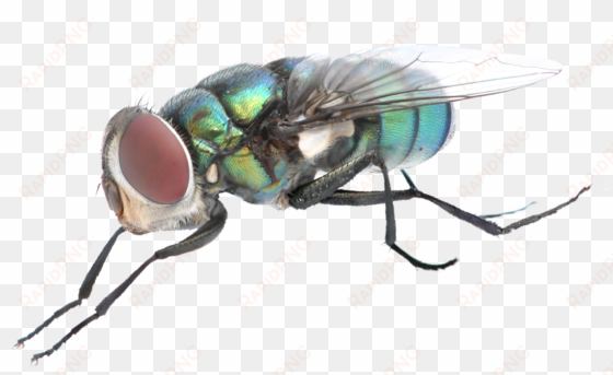 fly png background image - portable network graphics