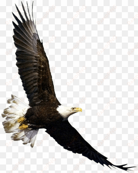 flying eagle png