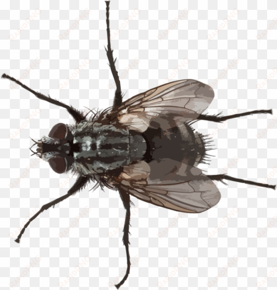 flying pests hr - imagini musca