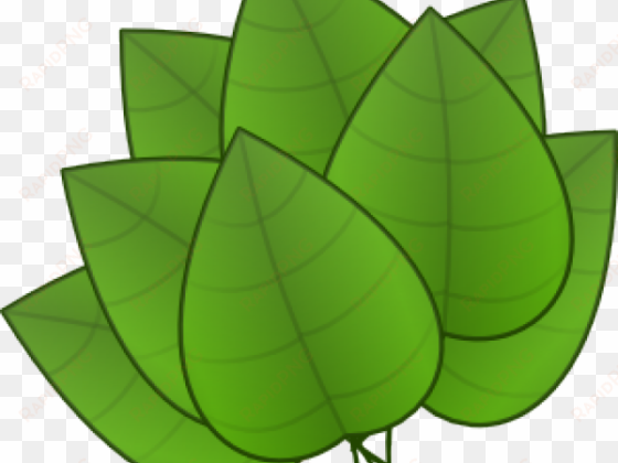 foliage clipart rainforest leave - parts of the plants leaf