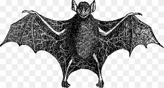 for use on greeting cards, party inivitations, or party - vintage halloween bat bats black white queen duvet