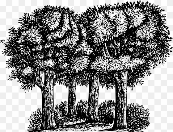 forest black and white png - trees clip art