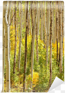 forest of aspen trees in colorado wall mural • pixers® - birch