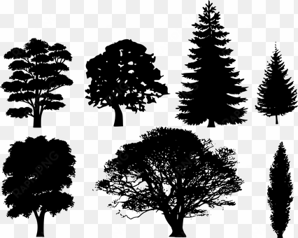 forest trees oak fir pine spruce maple chr - tree silhouette vector