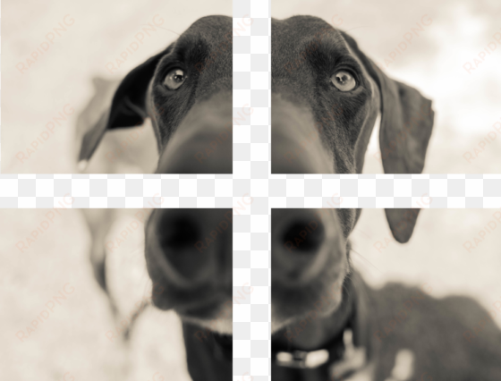 four print squares - companion dog