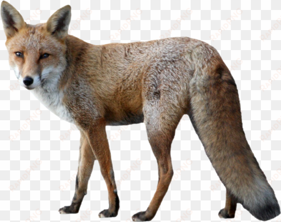 fox png image - fox png