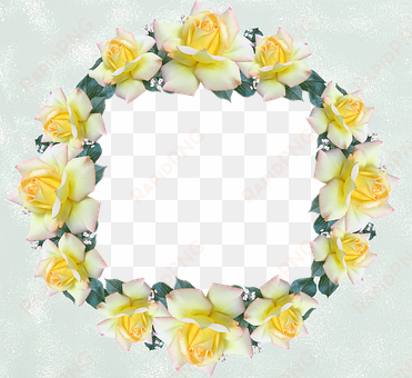 frame, border, rose, flower - photograph