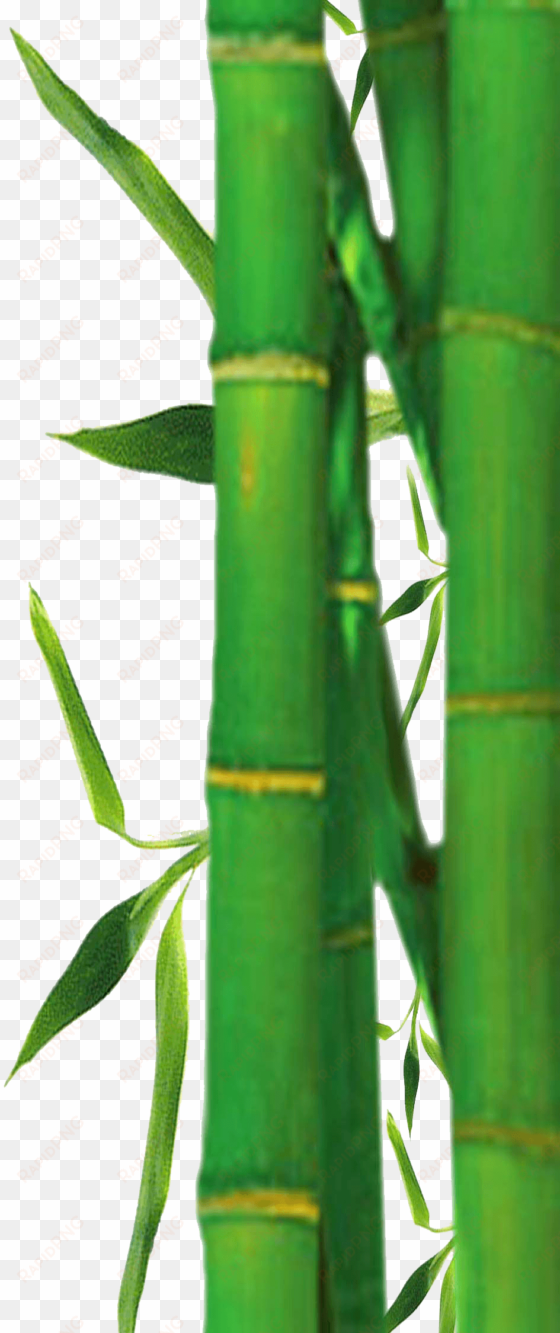 free - bamboo border leaves png