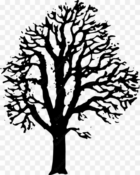free chestnut tree - chestnut tree black and white