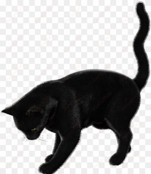 free download cat clipart black cat bombay cat korat - cat render
