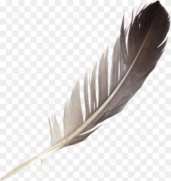 free download - feather png