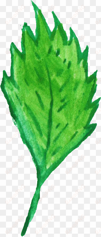 free download - maple leaf