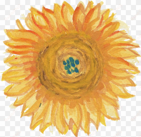 free download - sunflower