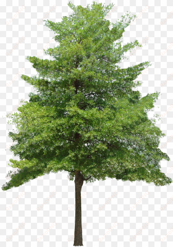 free download tree vector png - tree without background png