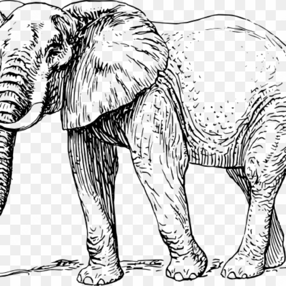 free elephant clipart elephant clip art free vector - elephant drawing black and white