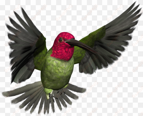 free high resolution graphics and clip art - high resolution bird art