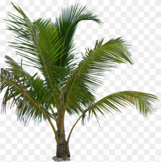 free icons png - palm tree plant png