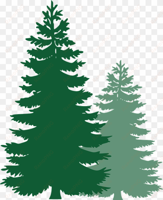 free image on pixabay pine trees spruce trees pine - pine tree vector png