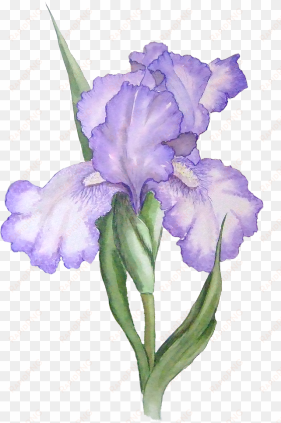 free iris flower graphic - iris flower png
