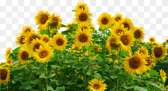 Free Photo Flower Sunflower Summer Yellow Flower Nature - Sunflowers Png transparent png image