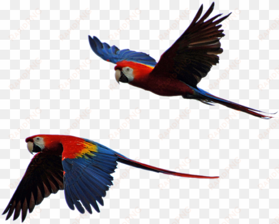 free photo parrot isolated parrots flight - parrot flying in sky