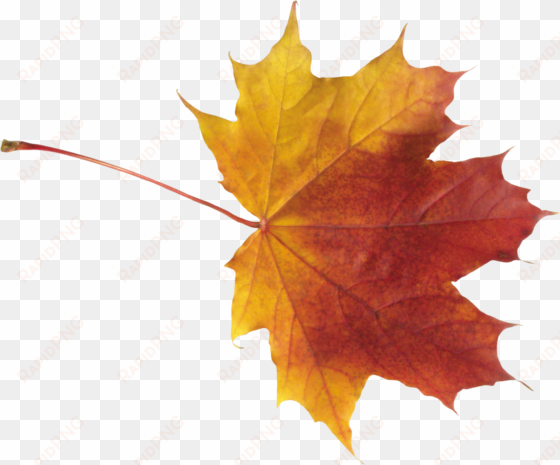 free png autumn leaf png images transparent - autumn leaves png