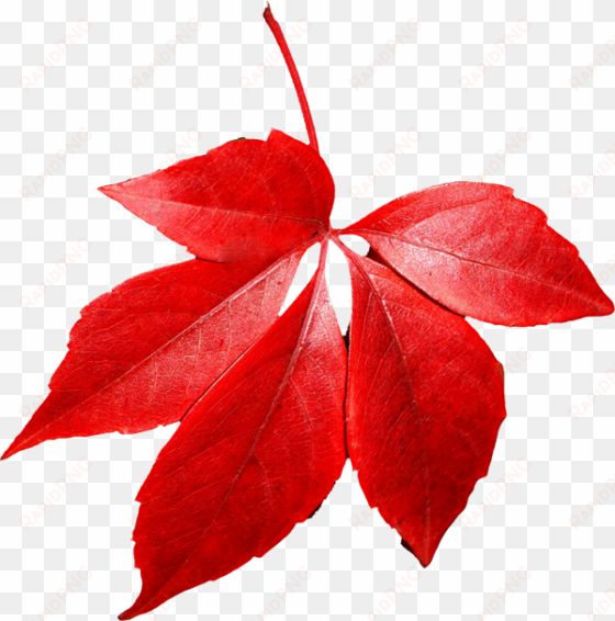 free png autumn leaf png images transparent - autumn leaves transparent png