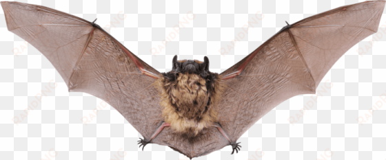free png bat png images transparent - alberta bats