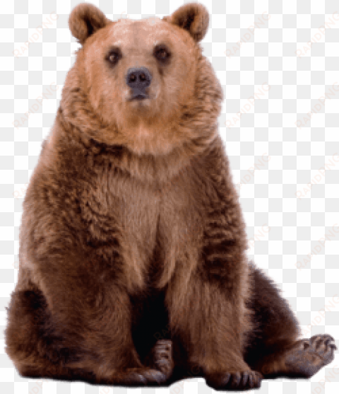 free png bear png images transparent - grizzly bear