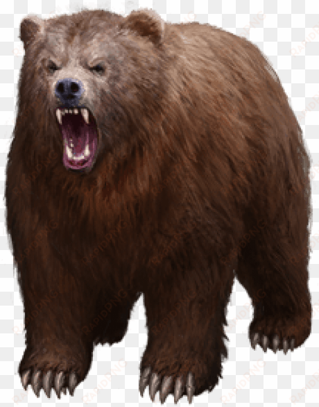 free png bear png images transparent - grizzly bear png