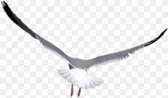 free png birds png images transparent - oiseau png fond transparent