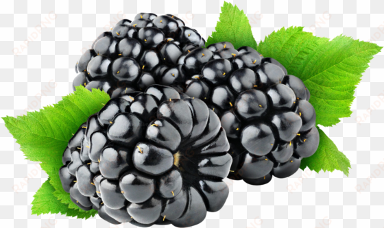 free png blackberry png images transparent - black berry fruit png