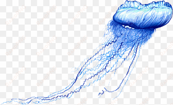 free png blue bottle jellyfish png images transparent - blue bottle jellyfish png