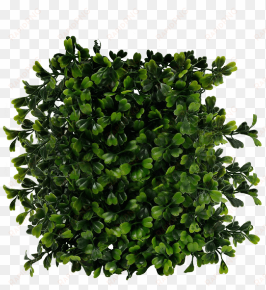 free png bush png images transparent - bush top view png