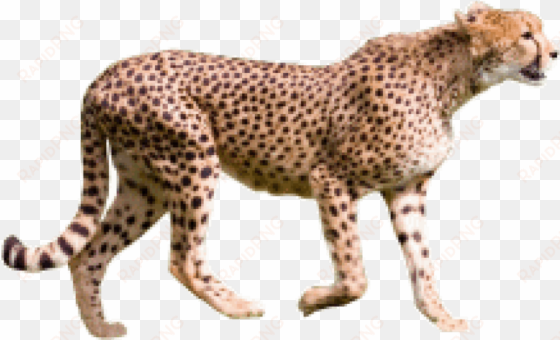 free png cheetah png images transparent - cheetah png