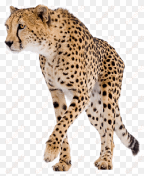 Free Png Cheetah Png Images Transparent - Chemistry For The Biosciences: The Essential Concepts transparent png image