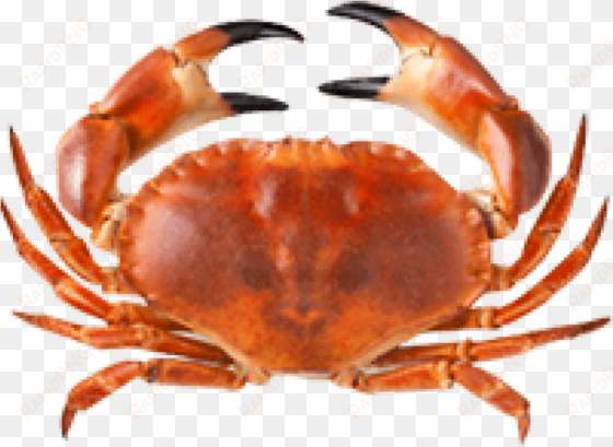 free png crab png images transparent - once you see it you can t unsee it car