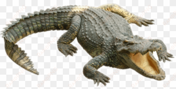 free png crocodile png images transparent - crocodile png