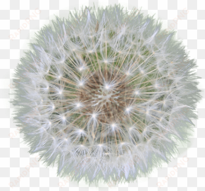 free png dandelion png images transparent - png dandelion