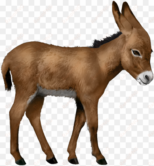 Free Png Donkey Png Images Transparent - Donkey Png transparent png image
