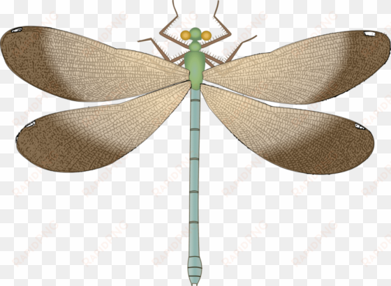 free png dragonfly png images transparent - dragonfly