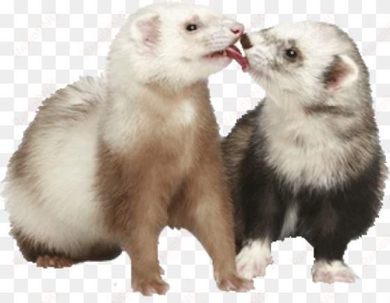 free png ferret png images transparent - ferret with clear background