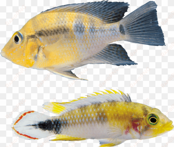 free png fish png images transparent - fish