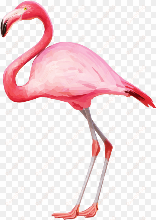 free png flamingo png images transparent - flamingo png